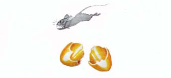 Курочка Ряба. Мышка бежала, хвостиком задела, яичко разбилось