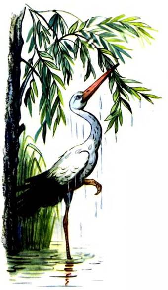 Аист моется