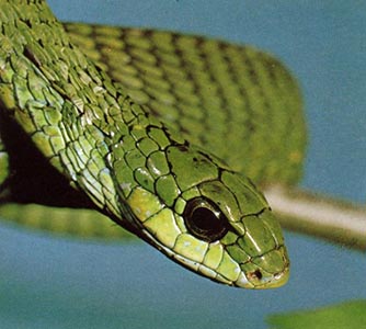 Голова и хвост змеи