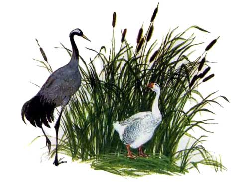 Гусь и журавль