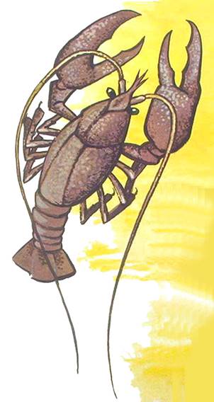 Отчего козы бородаты? Э. Островская