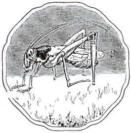 Страшила из Страны Оз. Победа над Блинки