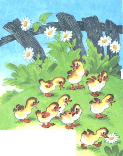 А утята идти не хотят