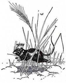 Чудесная Страна Оз Колдовство старой Момби