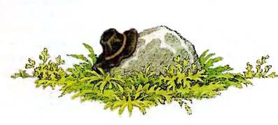 Ночная птица