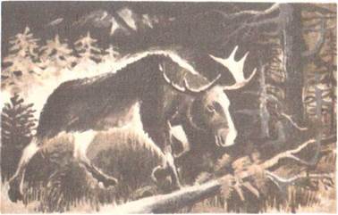 Отчего у лося морда вытянутая