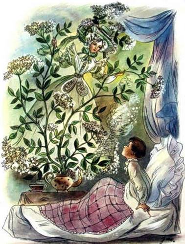 Бузинная матушка