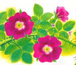 Каплюшин грех