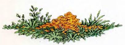 Рыжая лошадь