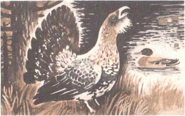 Глухарь и селезень