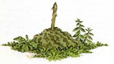 Разорванное ожерелье