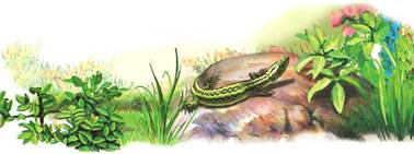 Первая охота. Лесные сказки и рассказы. Виталий Бианки