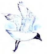 Живая вода и молодильные яблоки. Русские народные сказки