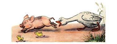 Это что за птица? - В.Сутеев