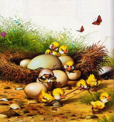 Гадкий утенок. Наконец яичные скорлупки затрещали