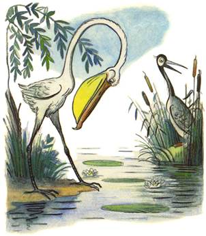 Это что за птица? - В.Сутеев