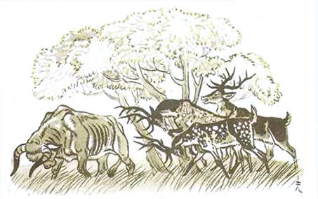 Индонезийская сказка. Почему тигр съел обезьяну