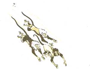 Почему тигр съел обезьяну