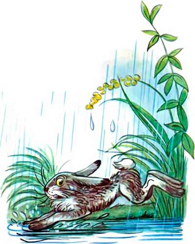 А тут Заяц на полянку выскочил