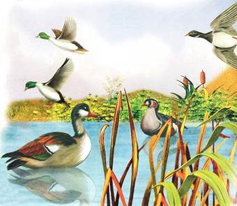 Синичкин календарь. Сентябрь. Виталий Бианки