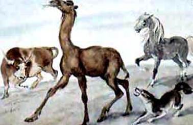 Откуда у верблюда горб. Киплинг Р. Д.