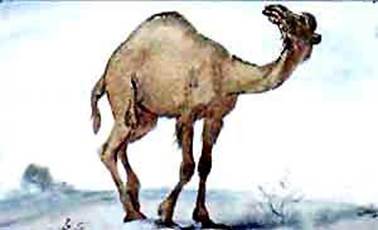 Откуда у верблюда горб. Киплинг Р. Д.