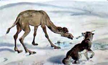 Откуда у верблюда горб. Киплинг Р. Д.