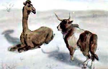 Откуда у верблюда горб. Киплинг Р. Д.