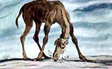 Откуда у верблюда горб. Киплинг Р. Д.