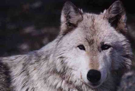 Волк в пыли