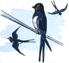 Кленовый лист