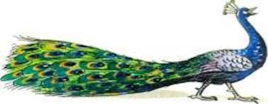 Конкурс красоты. Михаил Пляцковский