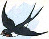 Кленовый лист. Иван Шутов