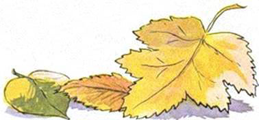 Кленовый лист. Иван Шутов