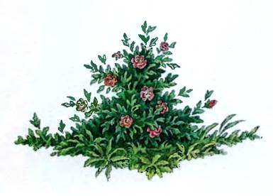 Волшебный цветок