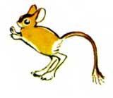 Жираф и тушканчик