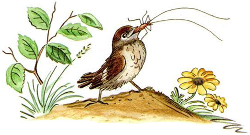 Тараканище. Взял и клюнул Таракана