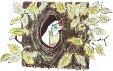 Даргинская сказка. Птица Куклухай