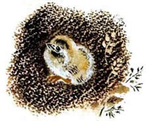 Цыпленок. Чуковский К. И.