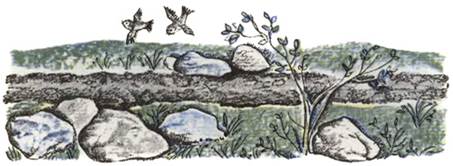 Украинская сказка. Про бедного человека и Вороньего царя