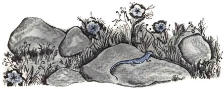 Украинская сказка. Про бедного человека и Вороньего царя