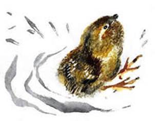 Цыпленок. Чуковский К. И.