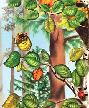 Как муравьишка домой спешил. Лесные сказки и рассказы. Виталий Бианки