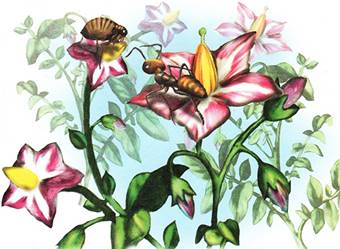 Как муравьишка домой спешил. Лесные сказки и рассказы. Виталий Бианки