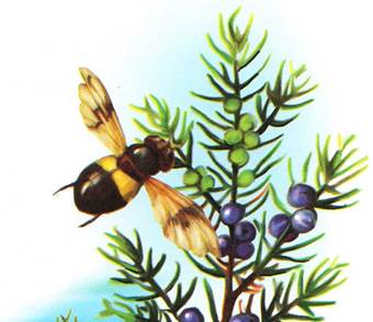 Как муравьишка домой спешил. Лесные сказки и рассказы. Виталий Бианки