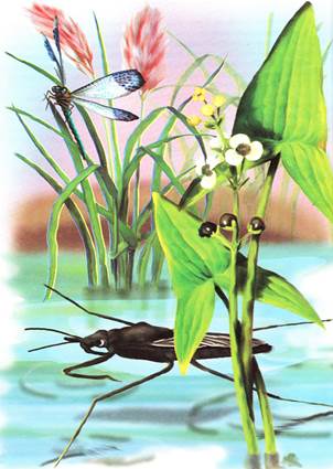 Как муравьишка домой спешил. Лесные сказки и рассказы. Виталий Бианки