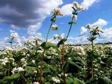 Гречиха. Сказки Андерсена