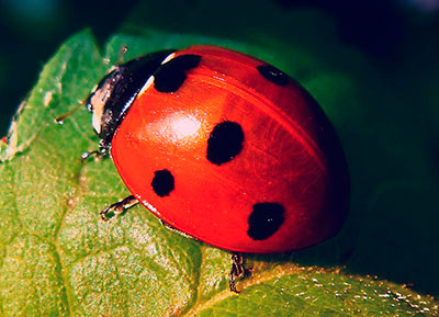 Божья коровка, полети на небо…