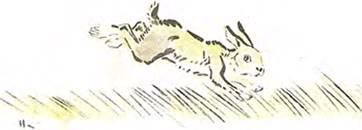 Умный кролик