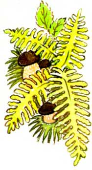 Шлепанцы. - Сергей Баруздин